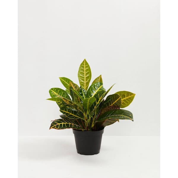 LIVELY ROOT 2.5 QT. Live Kimberly Fern Nephrolepis Plant in Growers Pot