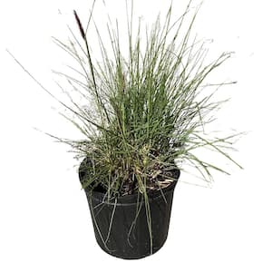 3 gal. White Fountain Grass with Creamy White Flowers