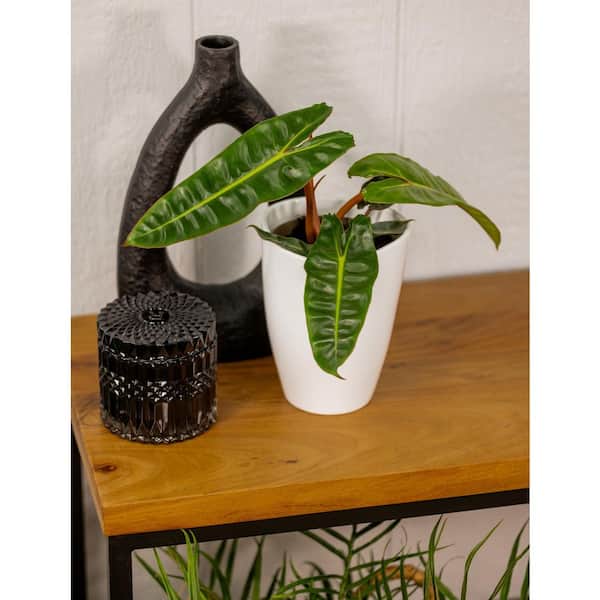 LEAFJOY Philodendron Prismacolor Orange Smooth billietiae Indoor Plant in 5  in. White Ceramic Container 810160694304 - The Home Depot