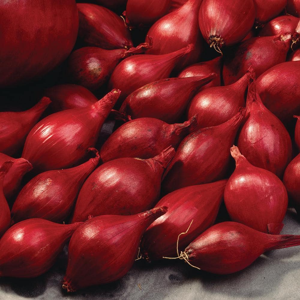 Onion Red 25 LB bag - WORLD FOOD MART