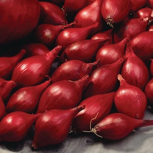 10/25mm, Red Baron Onion Sets for Planting (1 lbs. Bag)