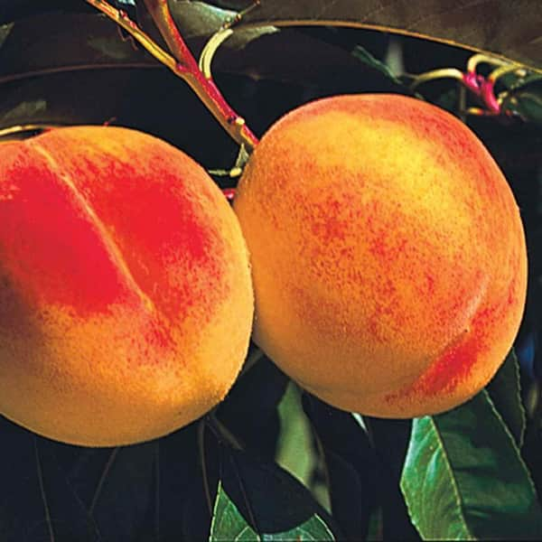 Reliance Peach Dormant Bare Root Standard Fruiting Starter Tree (1-Pack)