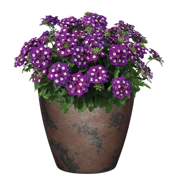 Vogue 8 in. Northern Lights Resin Planter
