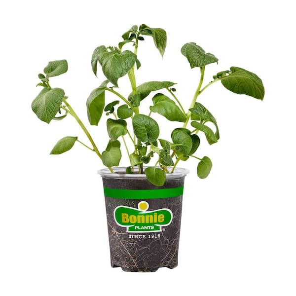 Clancy Potato 19.3 oz. Live Plant