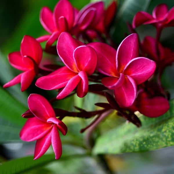 1 gal. Plumeria Bordeaux Plant with Dark Pink Flowers