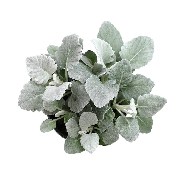 ALTMAN PLANTS Dusty Miller Silvery-Grey Outdoor Foliage Garden Annual Plant  in 2.5 qt. Grower Pot 0872866 - The Home Depot