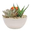 Costa Farms Orange Desert Gems Indoor Cactus Garden In 6 In. Gloss 