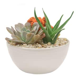 Orange Desert Gems Indoor Cactus Garden in 6 in. Gloss Ceramic Bowl, Avg. Shipping Height 3 in. Tall