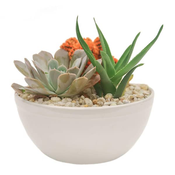 Costa Farms Orange Desert Gems Indoor Cactus Garden in 6 in. Gloss Ceramic Bowl, Avg. Shipping Height 3 in. Tall
