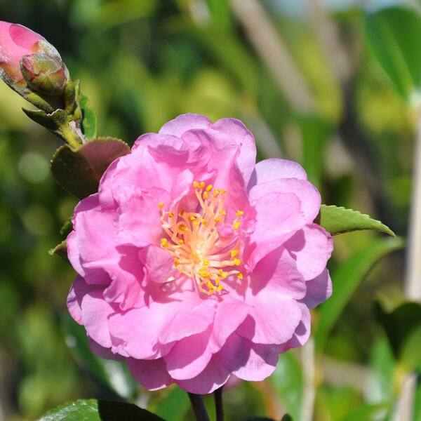 Southern Living Plant Collection 3 Gal. Pink Stella Camellia(sasanqua) - Evergreen Shrub with Pink Semi-double Blooms