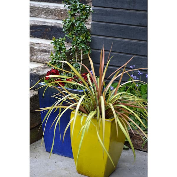 2.5 qt. Perennial Cordyline Dance Cha Cha 1 Pack 2473 The Home