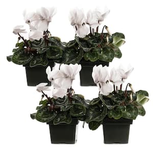 1.21-Pint White Cyclamen Latinia Plant in 4 in. Pot (4-Pack)
