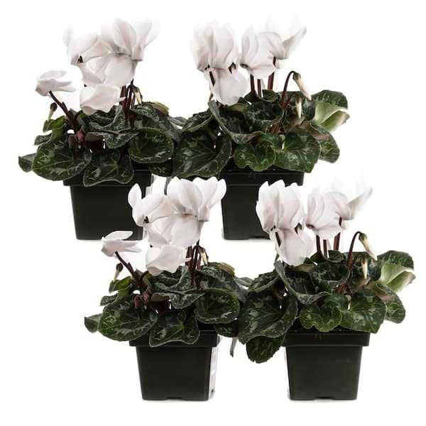 Unbranded 1.21-Pint White Cyclamen Latinia Plant in 4 in. Pot (4-Pack)