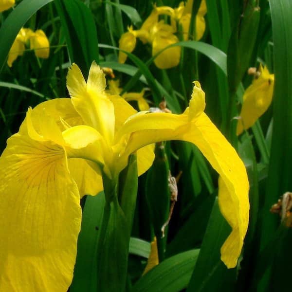 Unbranded 4 in. Potted Bog/Marginal Pond Plant - Yellow Flag Iris
