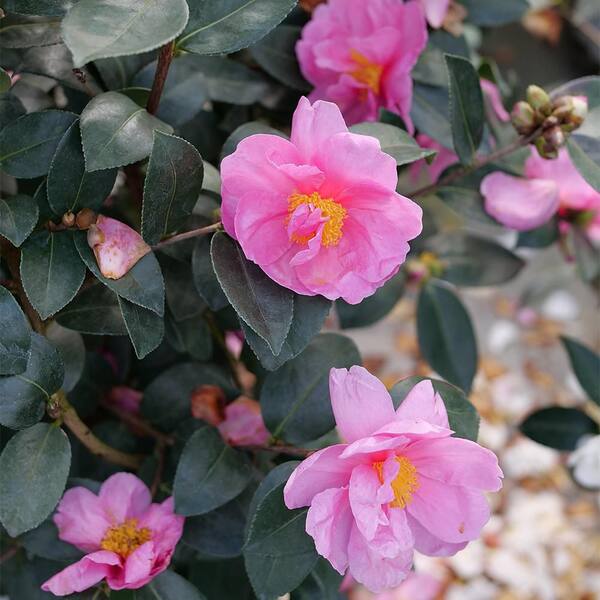 Rice and Camellia Booster Milk (1本〜購入可) Tsujiri Matcha Milk Uji Double Rich 150g – Sakura Box