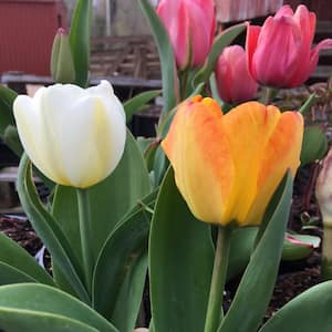 Tequila Sunrise Tulip Mixed Plant Bulbs (50-Pack)