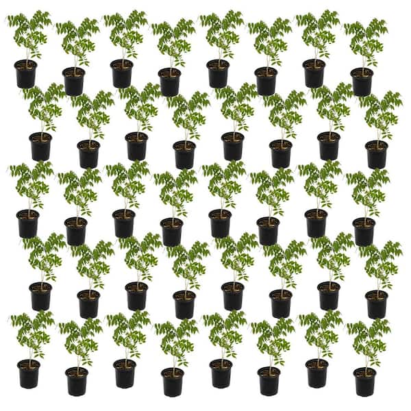 1 gal. Pink Wisteria Plant with Pink Flowers (40-Pack)