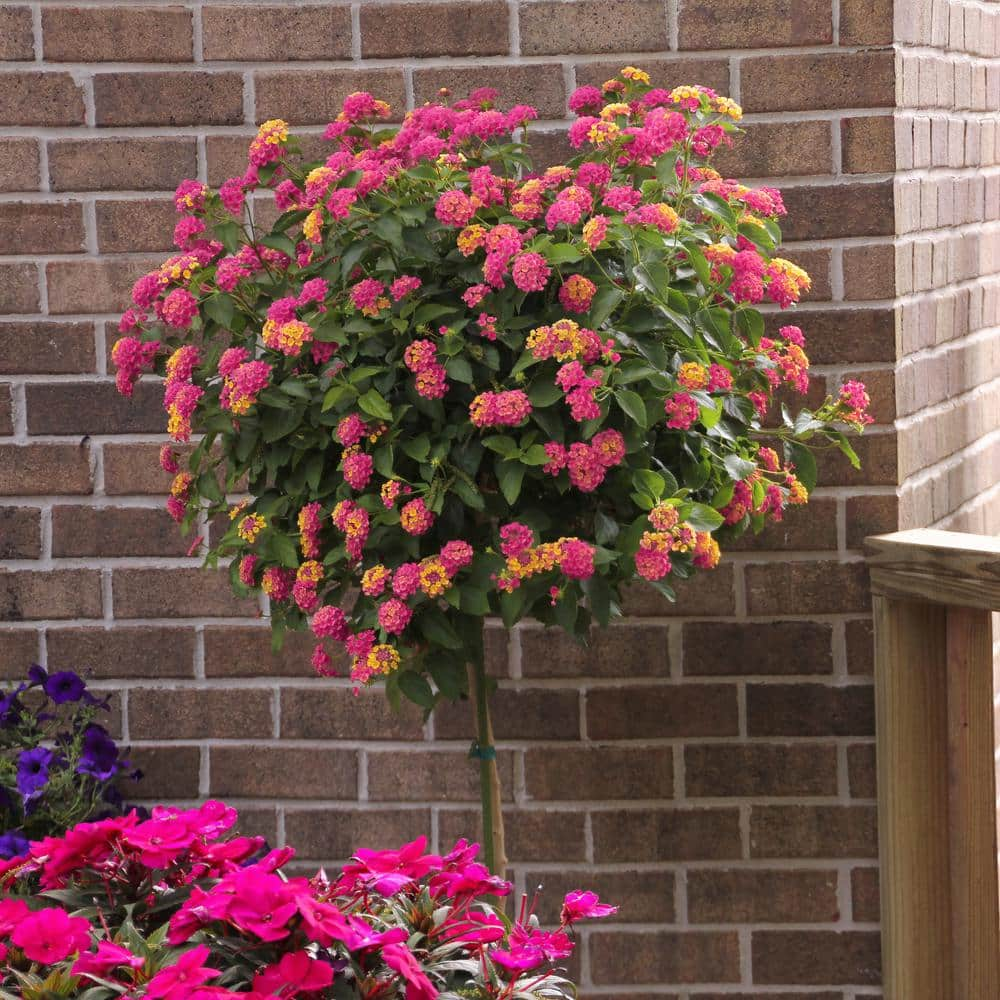 national PLANT NETWORK Athens Rose Lantana Patio Tree Lantana Annual ...