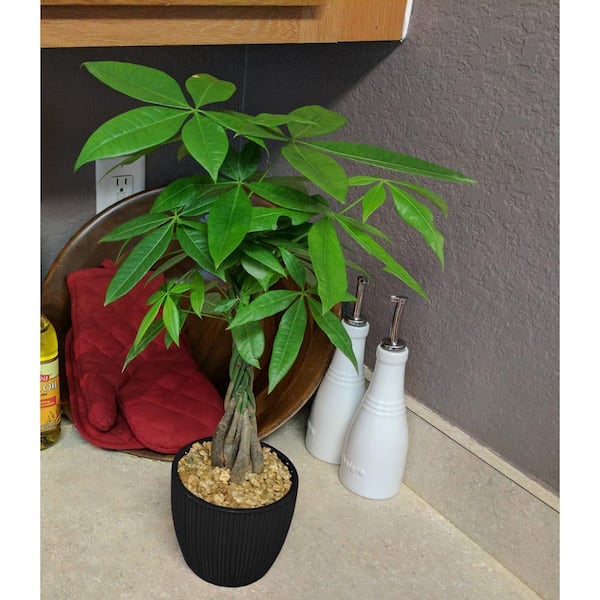 Costa Farms 5 in. Pachira Plant in Deco Pot PB5AP - The Home Depot