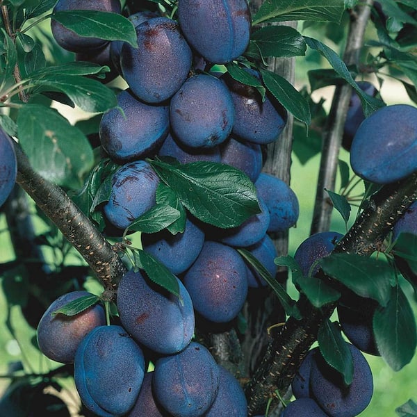 Gurney's Stanley Plum Prunus Live Fruiting Bareroot Deluxe Tree Kit (1-Pack)