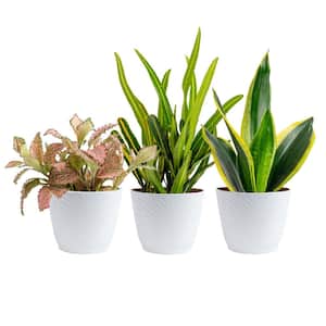 Exotic Angel Clean Air Indoor Houseplant Collection in 4 in. White Decor Pot, Avg. Shipping Height 10 in. Tall (3-Pack)