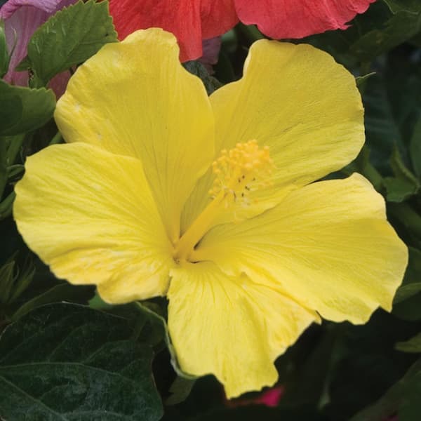Costa Farms 2.33 Gal. Braided Hibiscus Shrub with Yellow Flowers