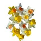 Daylily Nursery Daffodil Narcissus Mix 60-Days Of Daffodils 50-Bulbs ...