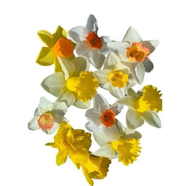 Daylily Nursery Daffodil Narcissus Mix 60-Days of Daffodils 50-Bulbs