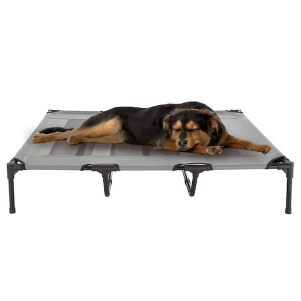 raised dog bed pets at home
