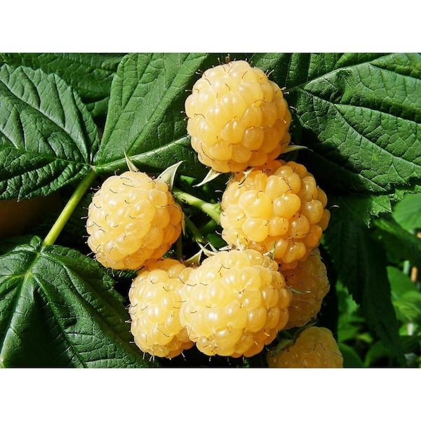 Wekiva Foliage Caroline Raspberry Plant-Live Plant in a 2 in. Pot- Rubus -Grow Your Own Fruit in The Garden or Patio