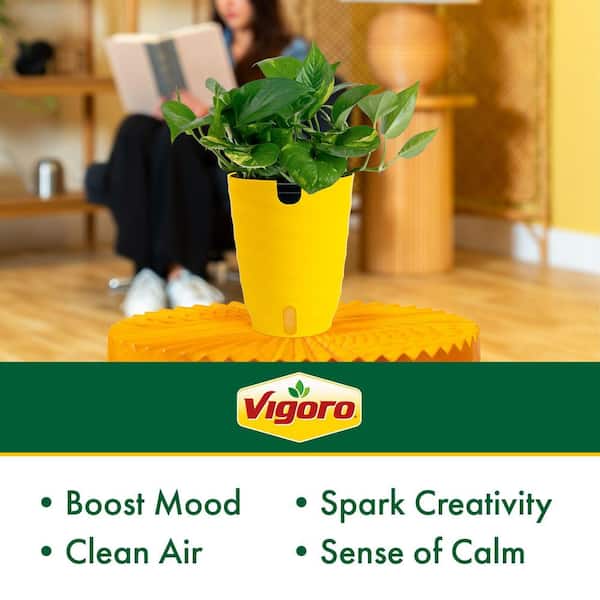 Costa Farms Pothos Indoor Plant in 6 in. Self-Watering Planter, Avg.  Shipping Height 1-2 ft. Tall 6POTHSCHANG - The Home Depot