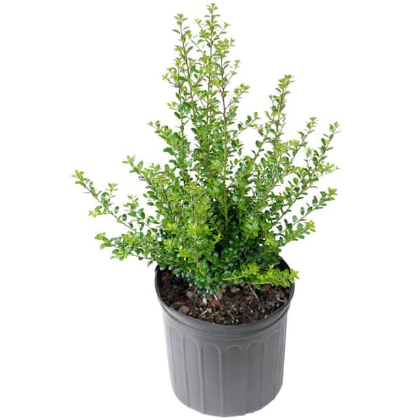 national PLANT NETWORK 2.5 qt. Steeds Holly Shrub