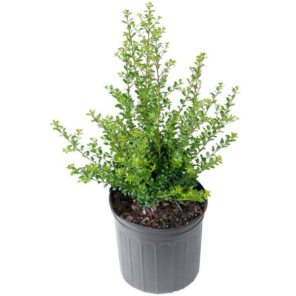 national PLANT NETWORK 2.5 qt. Steeds Holly Shrub