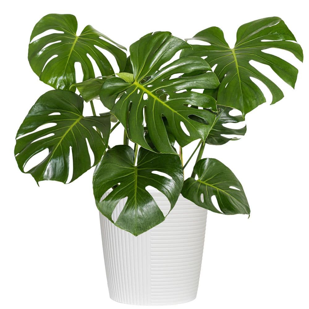 United Nursery Swiss Cheese Plant Monstera Deliciosa Plant 24. in