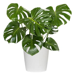 Swiss Cheese Plant Monstera Deliciosa Plant 24. in to 34 in. Tall in 10 in. White Decor Pot