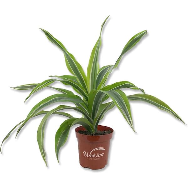 Wekiva Foliage Dracaena Lemon Lime and Soil Mix Combo-Live Plant in a 4 in. Pot with 1 Quart HousePlant Soil Mix-Dracaena Warneckii