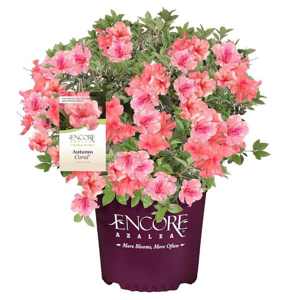 3 gal. Azalea Encore Autumn Coral Shrub with Coral Reblooming Flowers, Heavy Summer Blooms