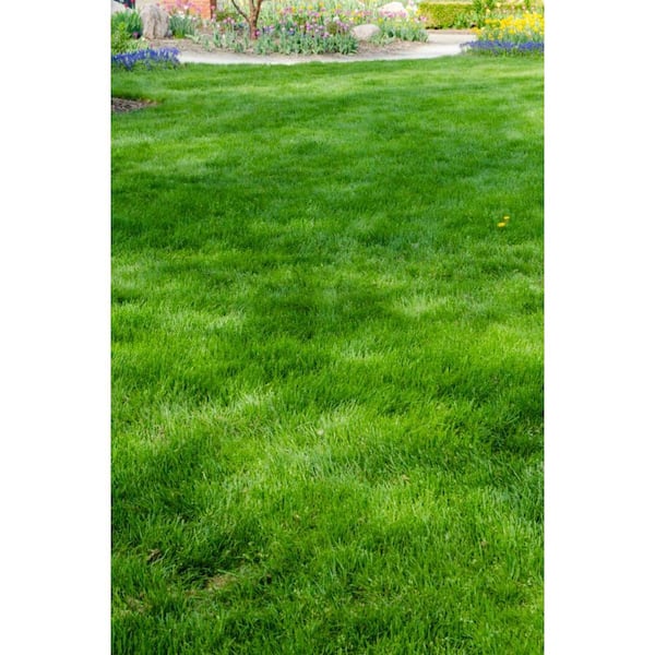 6 lbs. All-Ways Greener Grass Seed Mixture
