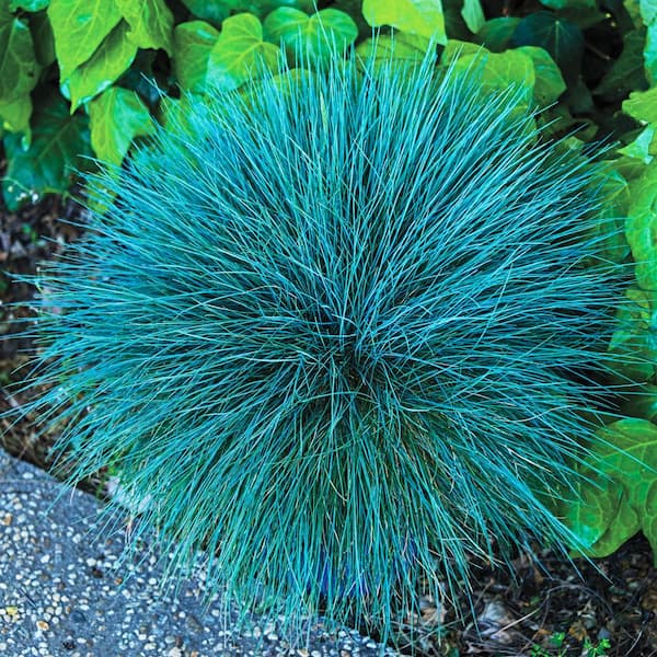 Spring Hill Nurseries Beyond Blue Fescue Festuca Grass Live Bareroot Perennial Plant (1-Pack)