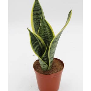 Futura Snake Plant - Live Plant in a 4 in. Pot - Sansevieria Superba - Beautiful and Elegant Easy Care Houseplants