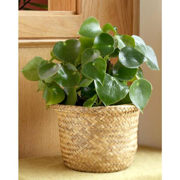 national PLANT NETWORK 4 in. Peperomia Green Plant (3-Pack)