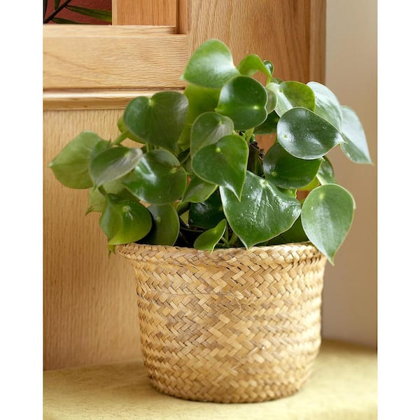 national PLANT NETWORK 4 in. Peperomia Green Plant (3-Pack)