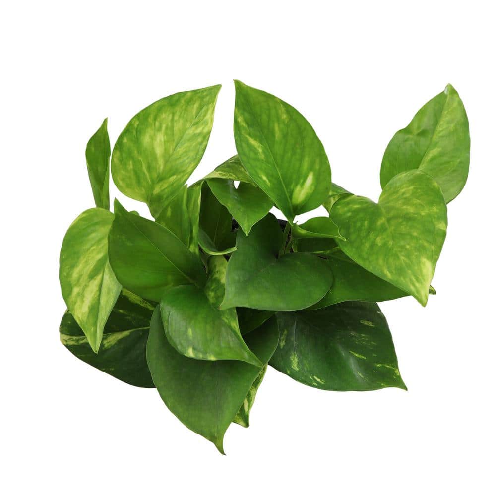 Golden Petite Pothos in White Planter, 4.25 Inch