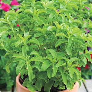 Sweet Leaf Stevia Candy Bare Root Vegetable Plant