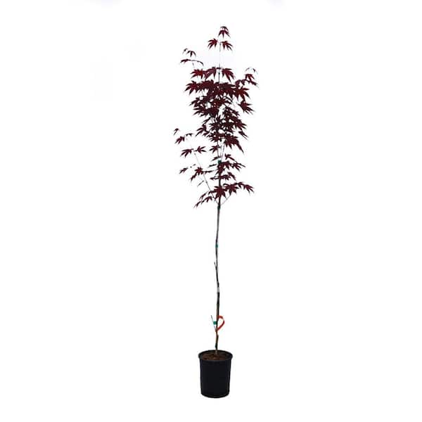2 gal. Orangeola Deciduous Laceleaf Japanese Maple Tree MAPJOR02GH