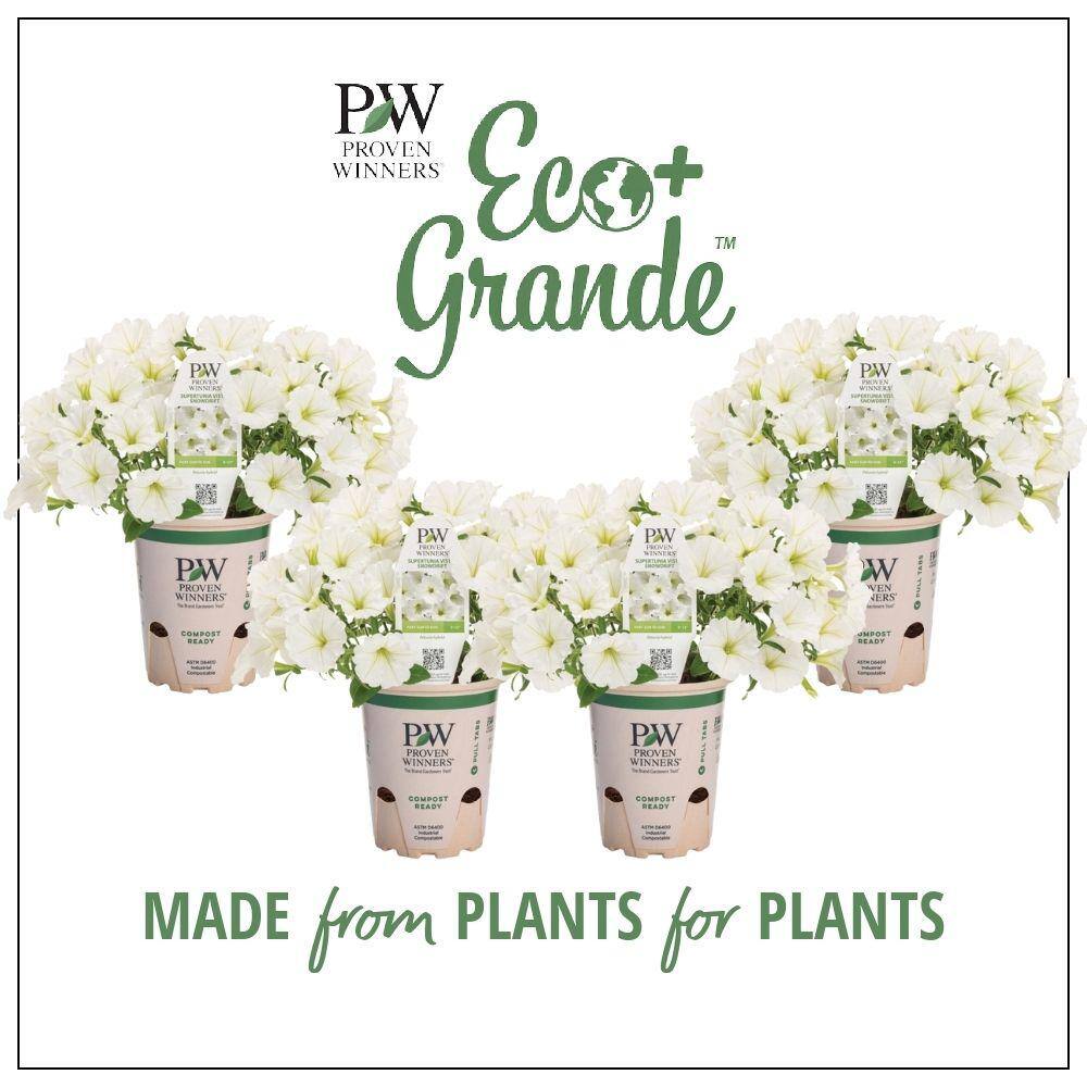 4-Pack, 4.25 in. Eco+Grande Supertunia Vista Snowdrift (Petunia) Live Plant, White Flowers price history on PriceWatchPro