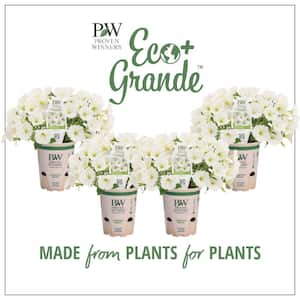 4-Pack, 4.25 in. Eco+Grande Supertunia Vista Snowdrift (Petunia) Live Plant, White Flowers