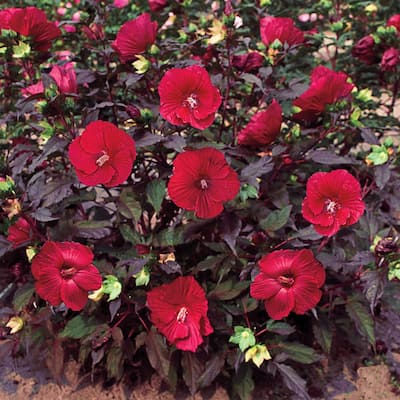 Red Flowers Midnight Marvel Hibiscus Live Bareroot Perennial Plant (1-Pack)