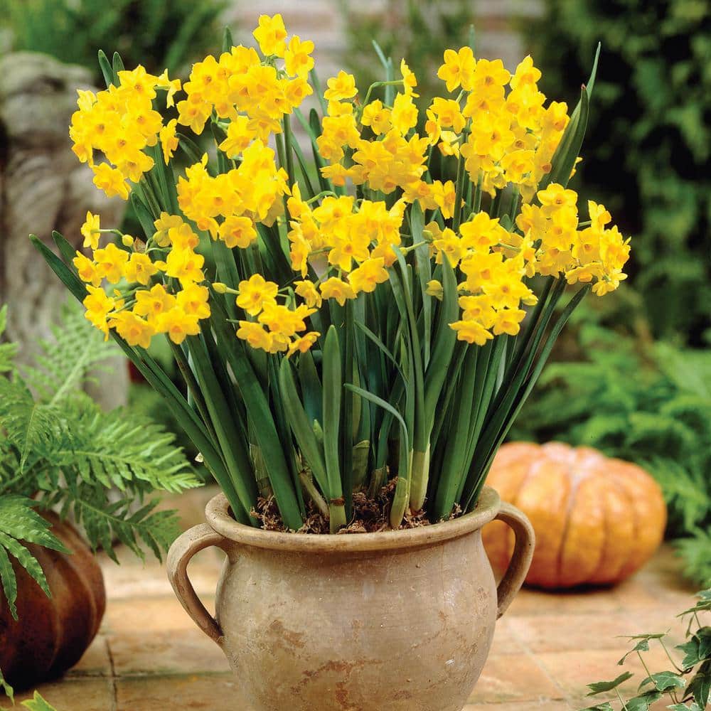 Van Bourgondien Grand Soleil D' Or Paperwhite Narcissus (25Pack) 00130