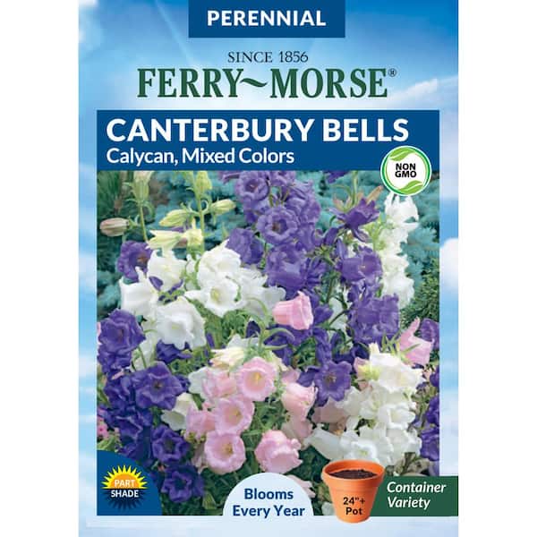Canterbury Bells Flower Seeds